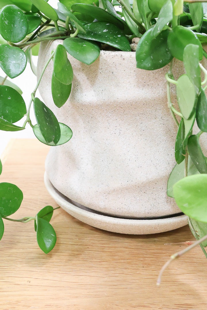 【ホヤ マチルダ】まん丸の葉がかわいい♪ボリュームもありますのでおススメです!