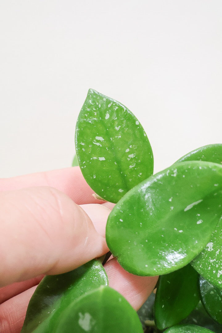 【ホヤ マチルダ】まん丸の葉がかわいい♪ボリュームもありますのでおススメです!