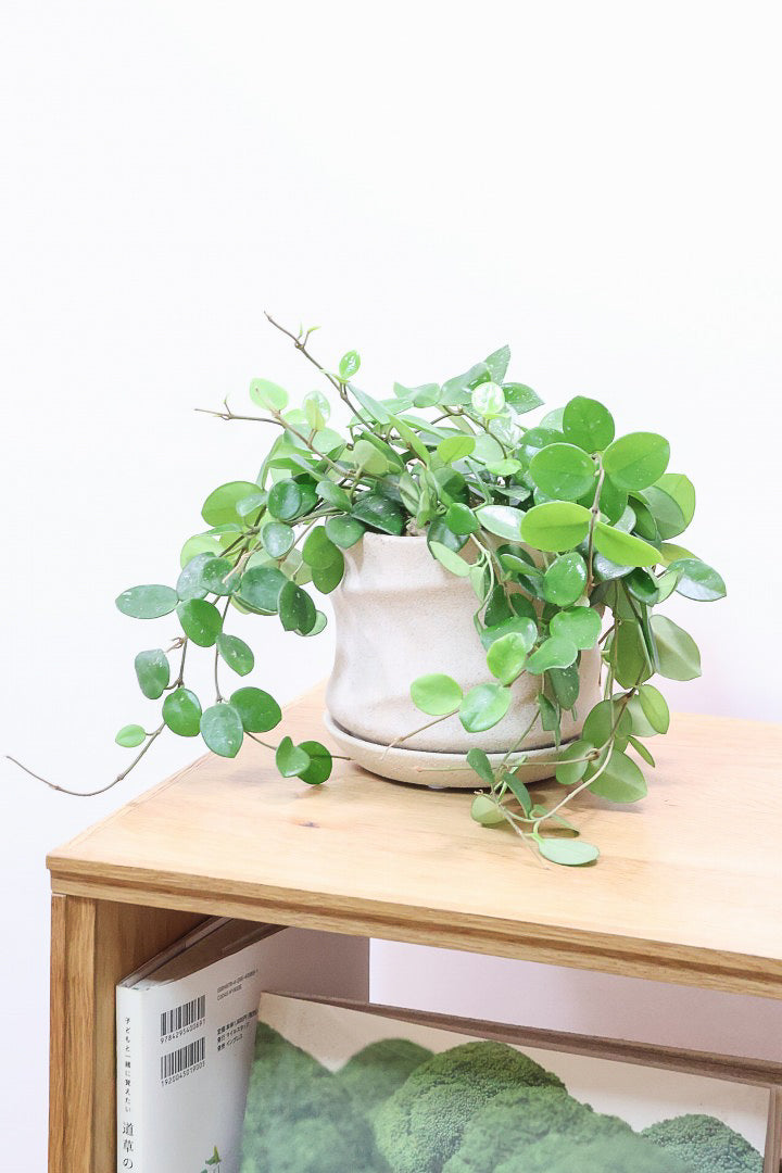 【ホヤ マチルダ】まん丸の葉がかわいい♪ボリュームもありますのでおススメです!