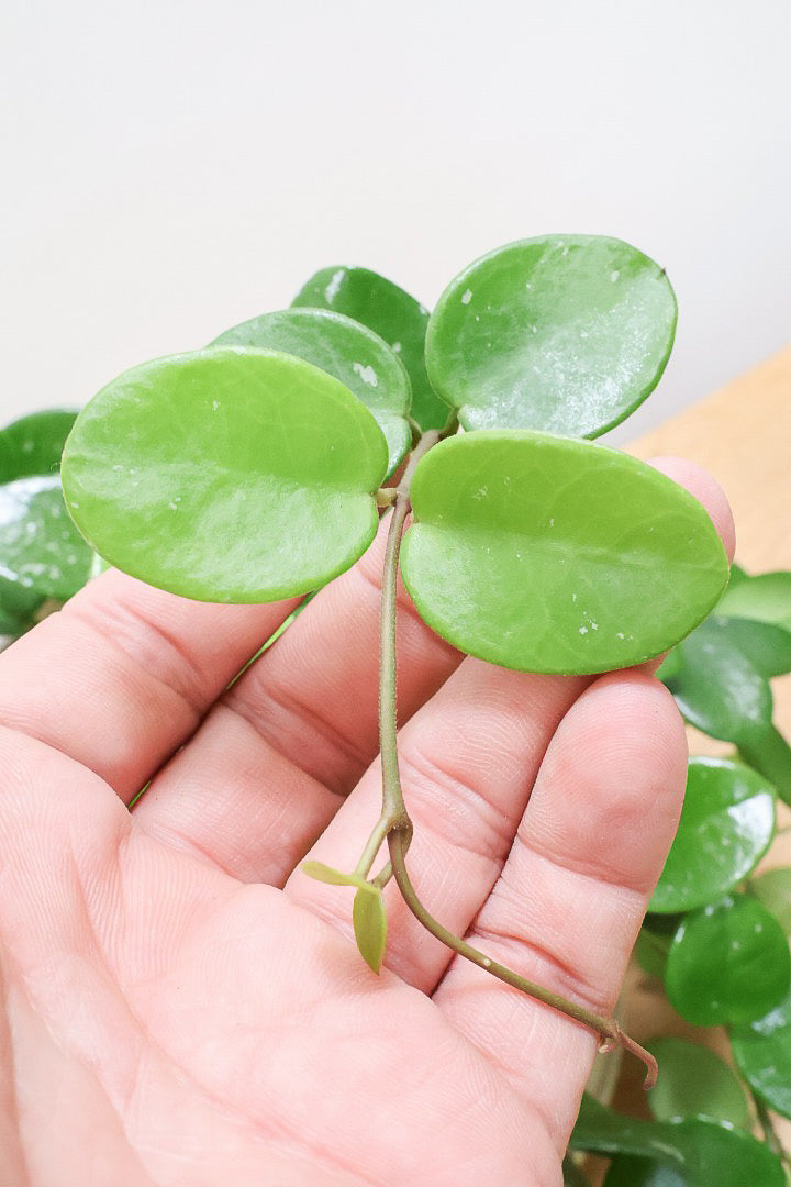 【ホヤ マチルダ】まん丸の葉がかわいい♪ボリュームもありますのでおススメです!