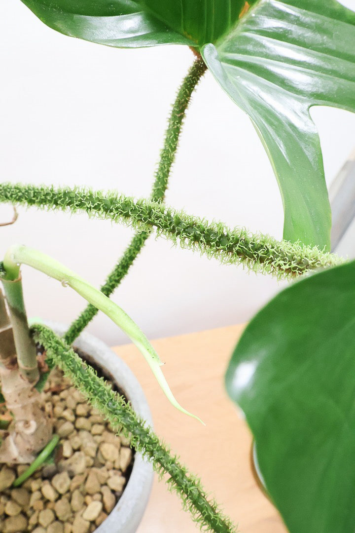 【フィロデンドロン スクアミフェルム】茎に産毛が生えている個性的なフォルム。ここまで立派な株はなかなか見かけません!