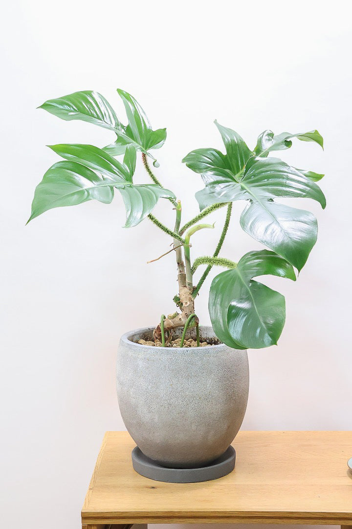 【フィロデンドロン スクアミフェルム】茎に産毛が生えている個性的なフォルム。ここまで立派な株はなかなか見かけません!