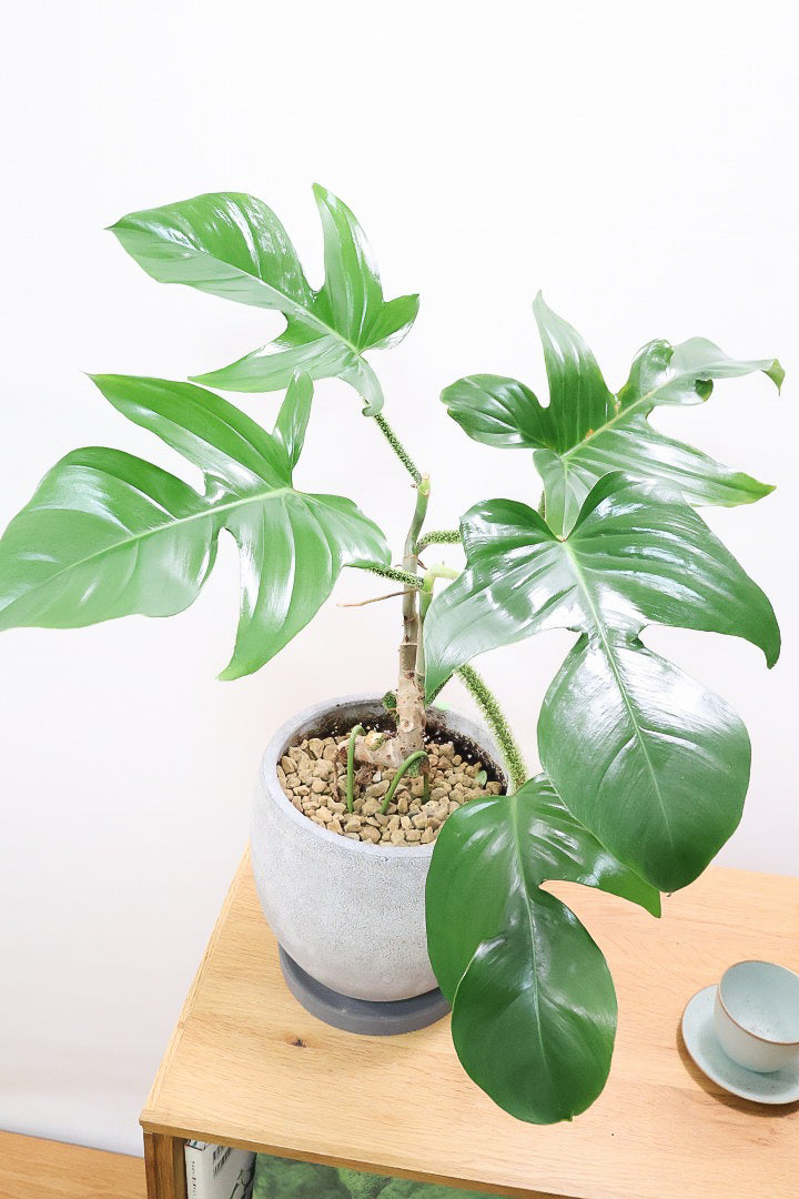 【フィロデンドロン スクアミフェルム】茎に産毛が生えている個性的なフォルム。ここまで立派な株はなかなか見かけません!