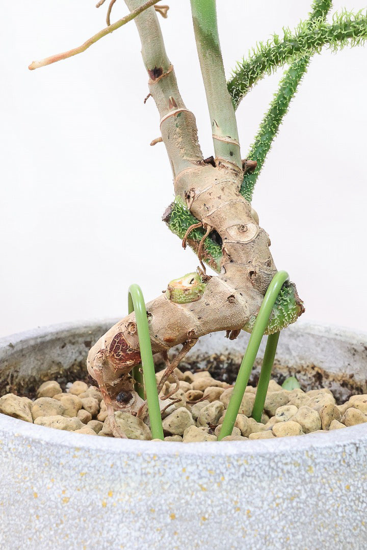 【フィロデンドロン スクアミフェルム】茎に産毛が生えている個性的なフォルム。ここまで立派な株はなかなか見かけません!