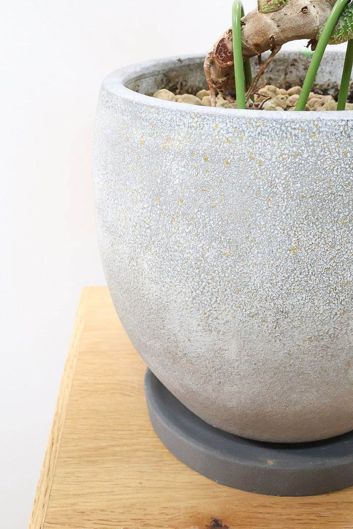 【フィロデンドロン スクアミフェルム】茎に産毛が生えている個性的なフォルム。ここまで立派な株はなかなか見かけません!