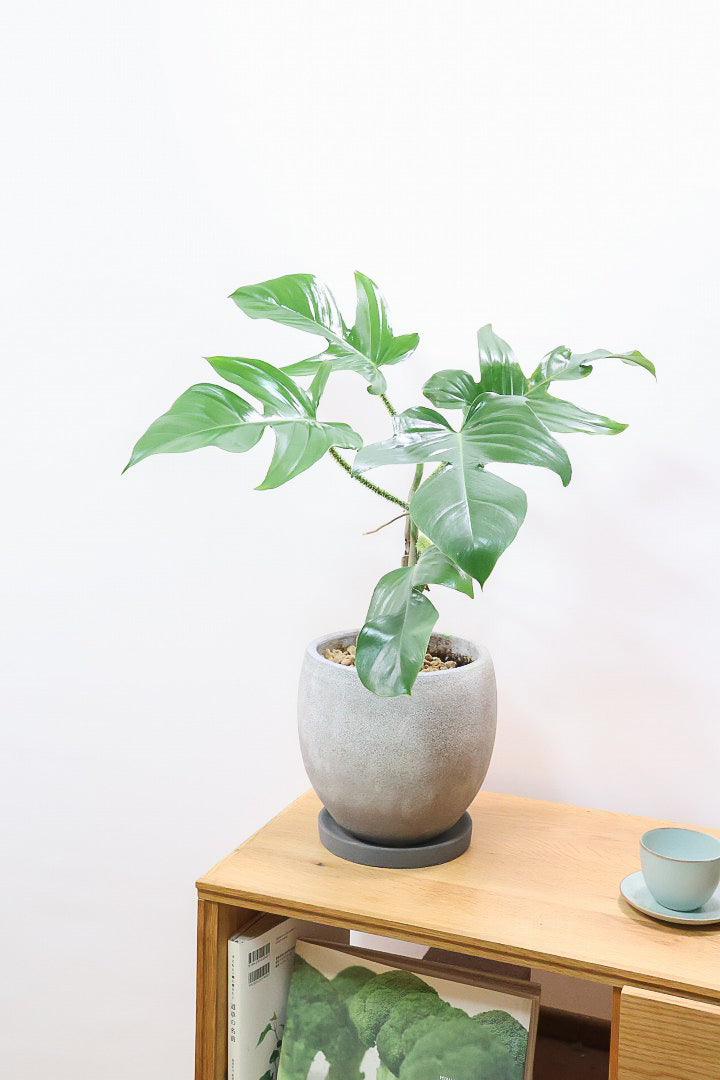 【フィロデンドロン スクアミフェルム】茎に産毛が生えている個性的なフォルム。ここまで立派な株はなかなか見かけません!