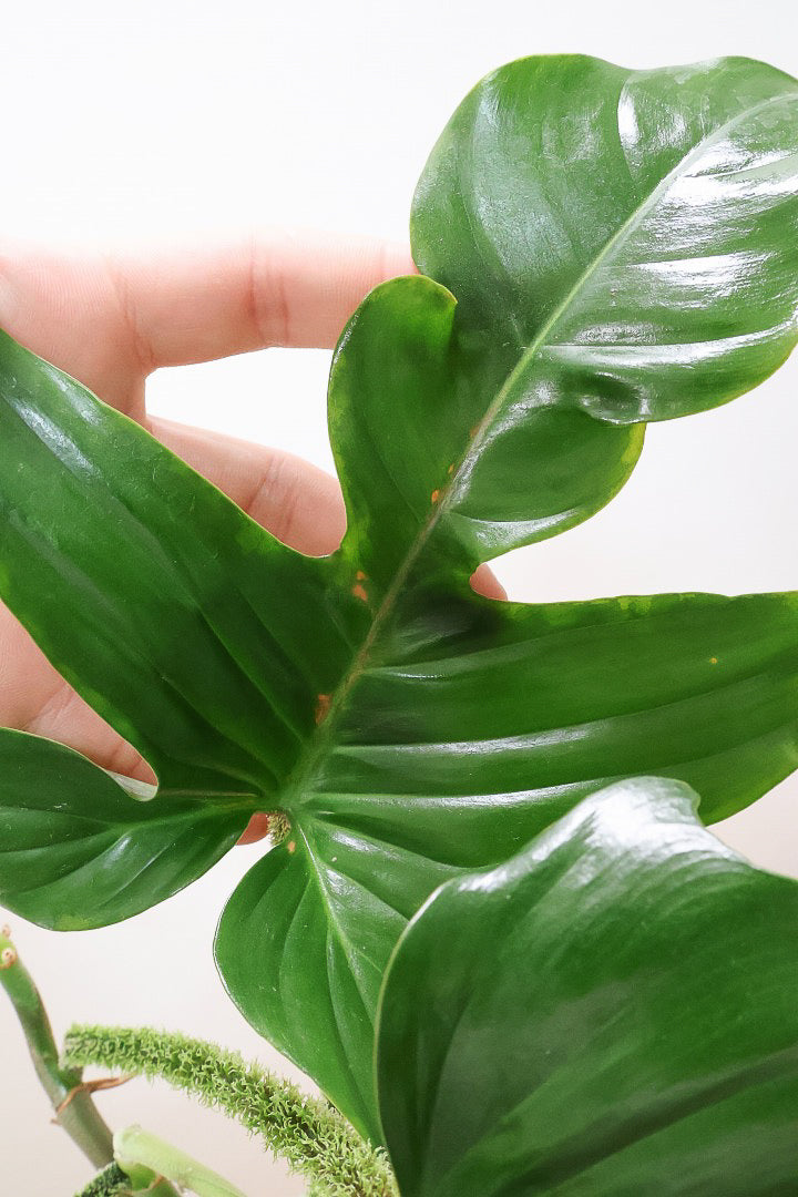 【フィロデンドロン スクアミフェルム】茎に産毛が生えている個性的なフォルム。ここまで立派な株はなかなか見かけません!