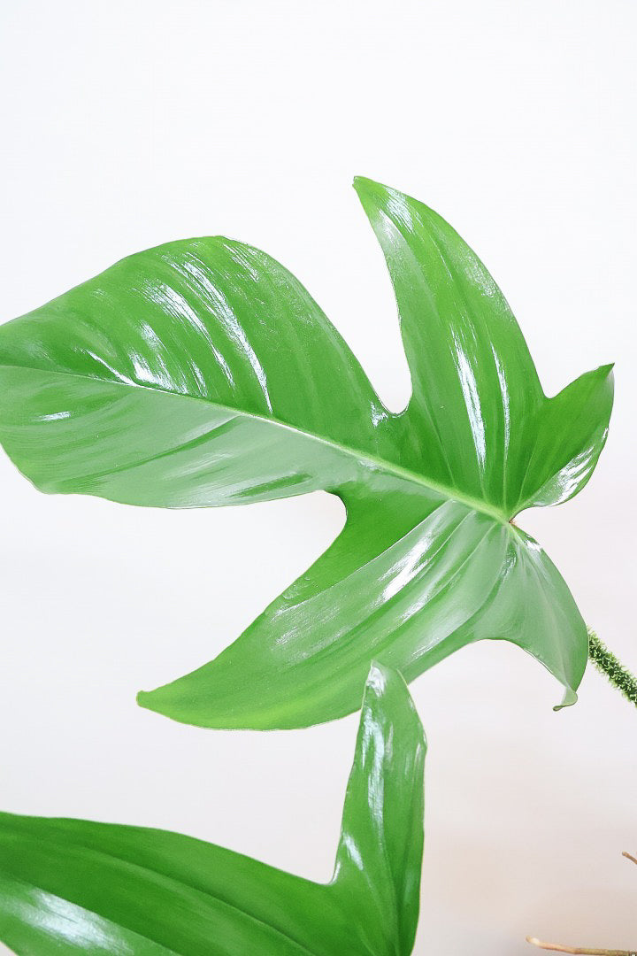 【フィロデンドロン スクアミフェルム】茎に産毛が生えている個性的なフォルム。ここまで立派な株はなかなか見かけません!