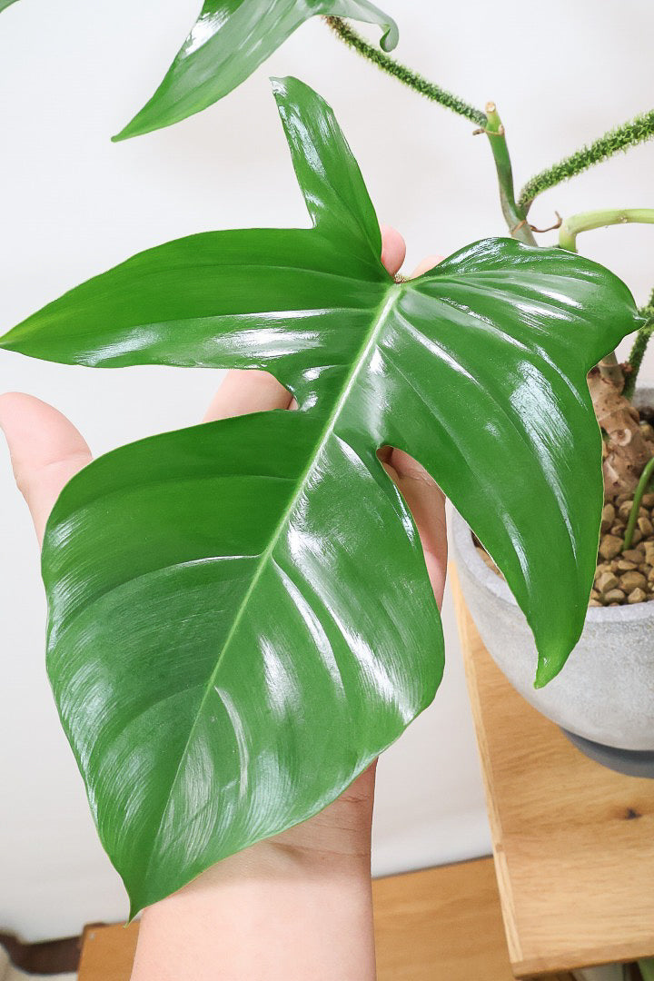 【フィロデンドロン スクアミフェルム】茎に産毛が生えている個性的なフォルム。ここまで立派な株はなかなか見かけません!