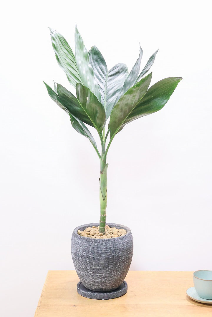 【テネラヤシ】シルバーグリーンの葉が素晴らしく美しい!寒さにも強くて育てやすいヤシです!