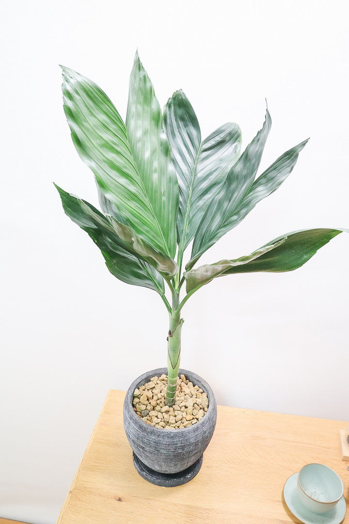 【テネラヤシ】シルバーグリーンの葉が素晴らしく美しい!寒さにも強くて育てやすいヤシです!