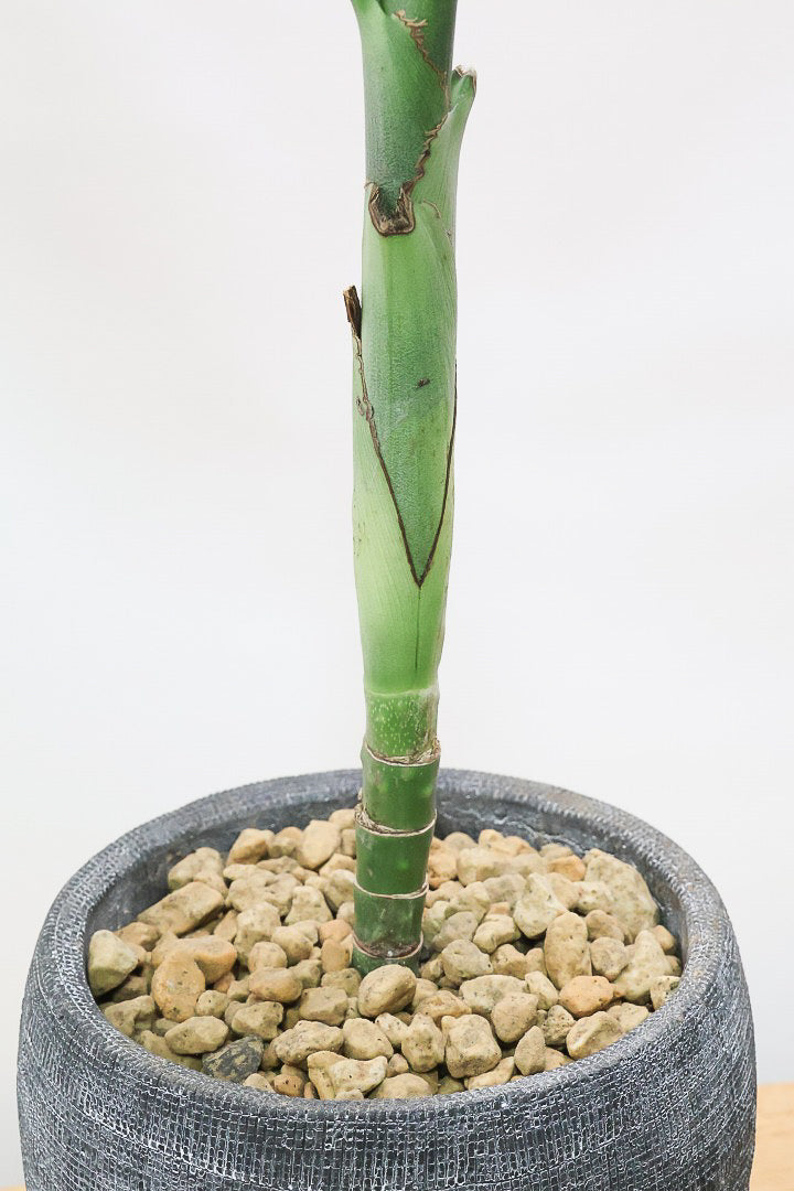 【テネラヤシ】シルバーグリーンの葉が素晴らしく美しい!寒さにも強くて育てやすいヤシです!