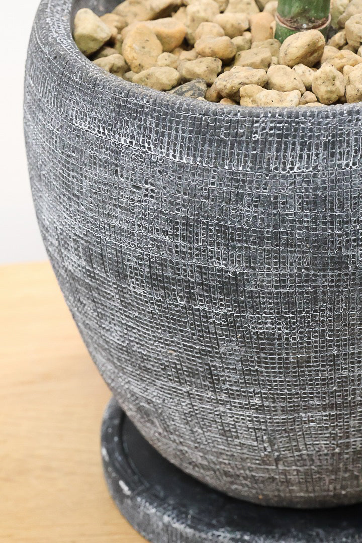 【テネラヤシ】シルバーグリーンの葉が素晴らしく美しい!寒さにも強くて育てやすいヤシです!