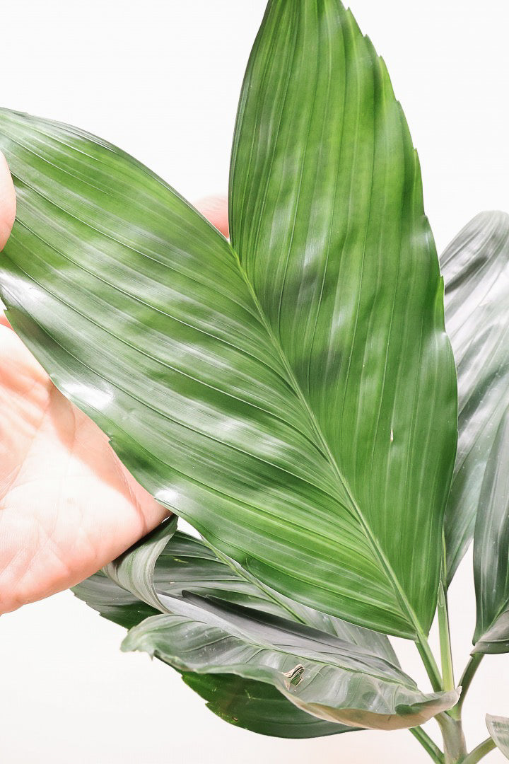 【テネラヤシ】シルバーグリーンの葉が素晴らしく美しい!寒さにも強くて育てやすいヤシです!