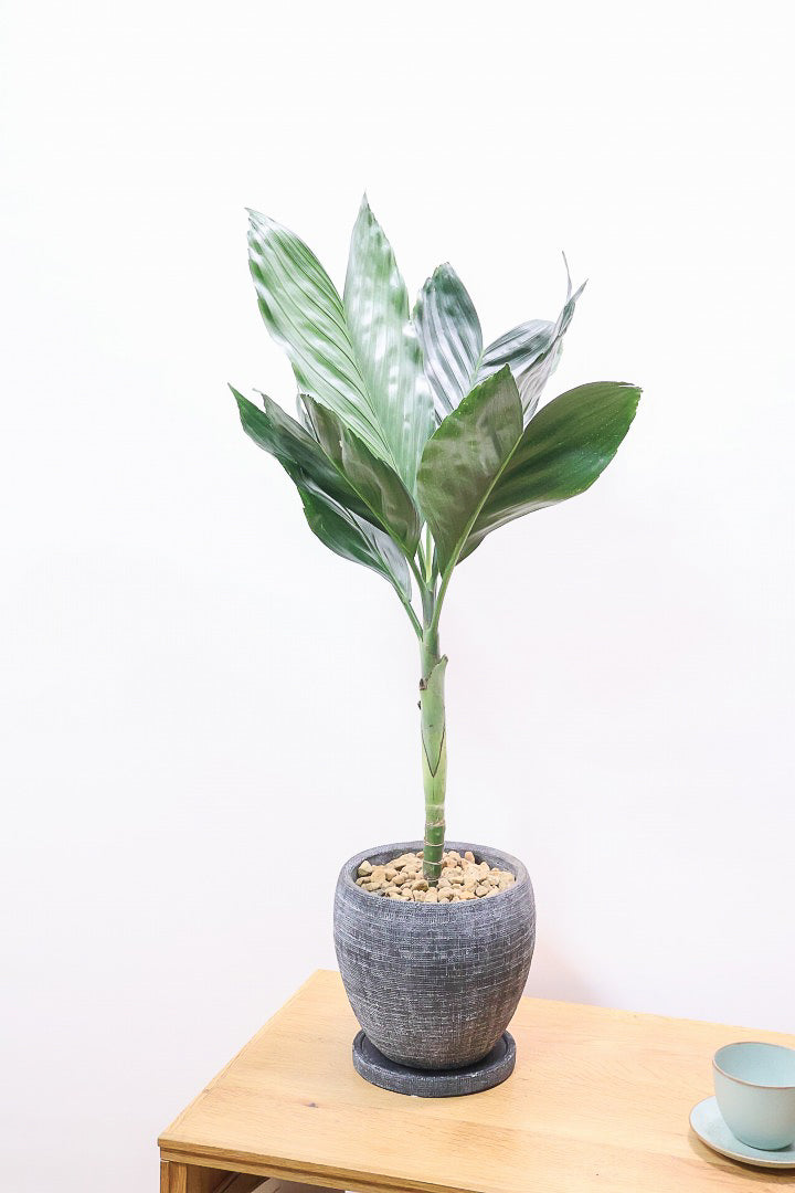 【テネラヤシ】シルバーグリーンの葉が素晴らしく美しい!寒さにも強くて育てやすいヤシです!