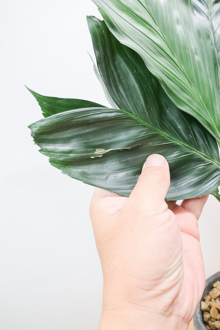 【テネラヤシ】シルバーグリーンの葉が素晴らしく美しい!寒さにも強くて育てやすいヤシです!