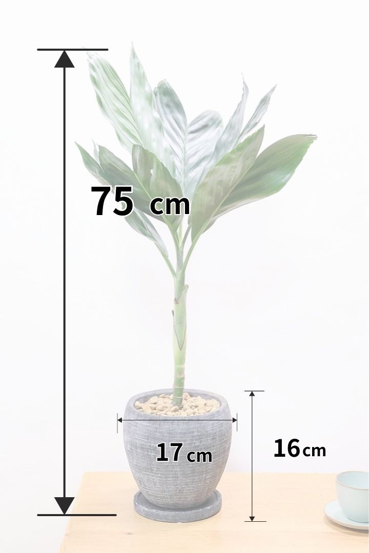 【テネラヤシ】シルバーグリーンの葉が素晴らしく美しい!寒さにも強くて育てやすいヤシです!