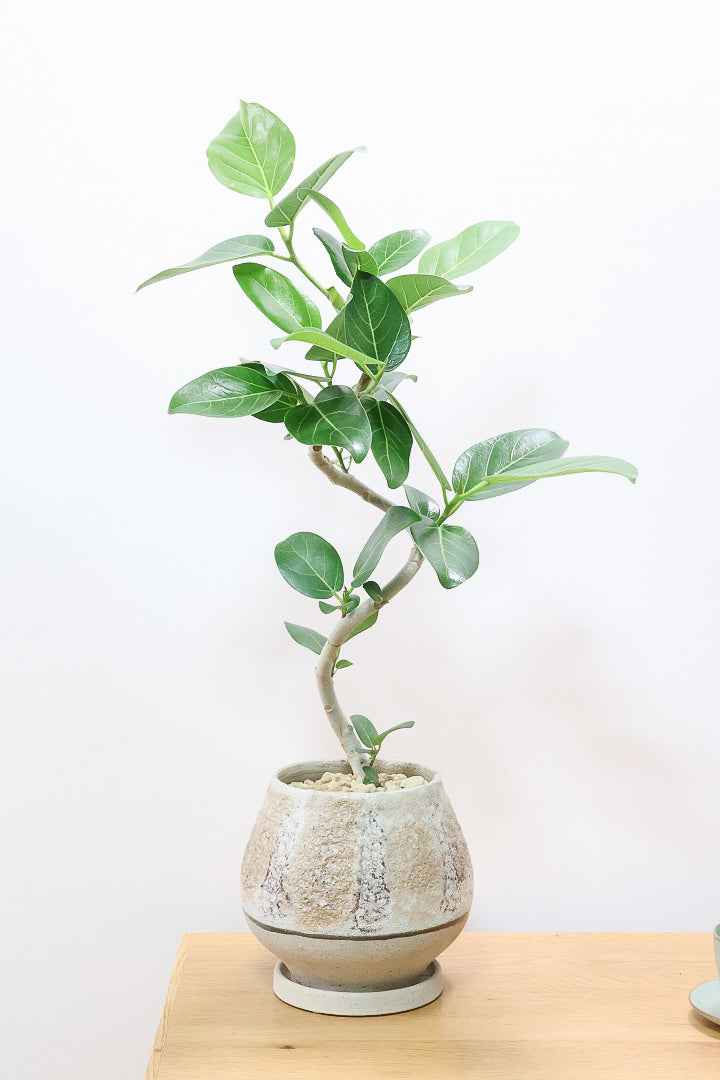 【ベンガレンシス】よくまとまったきれいな樹形!幹のカーブも素晴らしい仕上がりですので、ぜひともご検討ください!