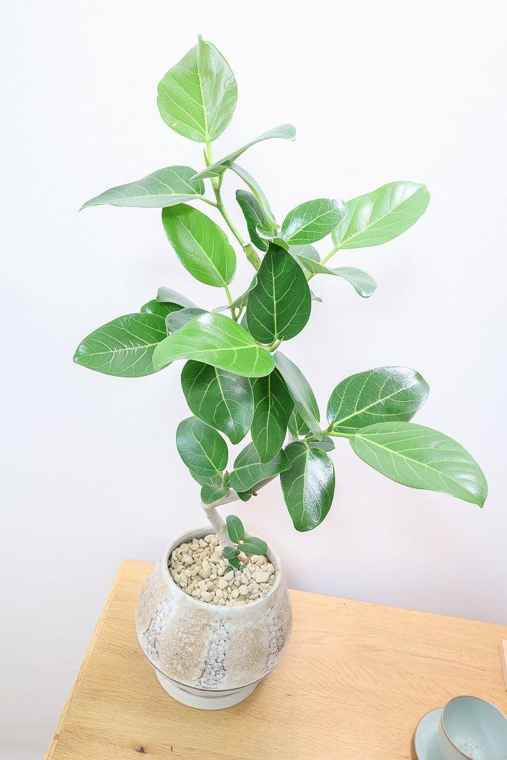 【ベンガレンシス】よくまとまったきれいな樹形!幹のカーブも素晴らしい仕上がりですので、ぜひともご検討ください!