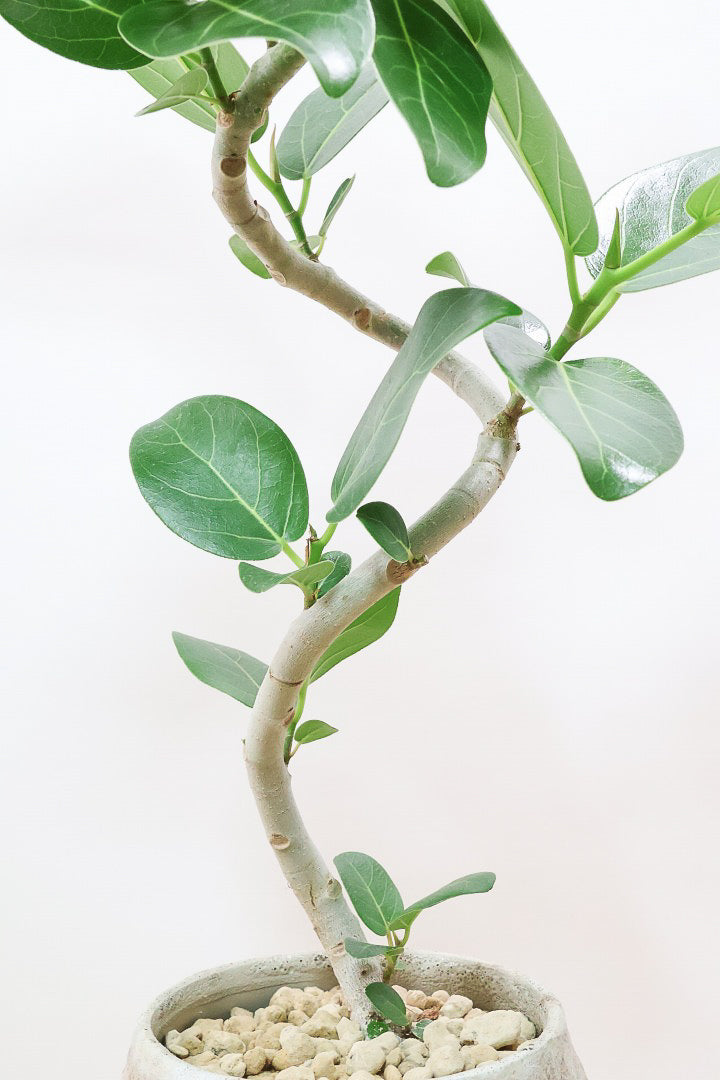 【ベンガレンシス】よくまとまったきれいな樹形!幹のカーブも素晴らしい仕上がりですので、ぜひともご検討ください!