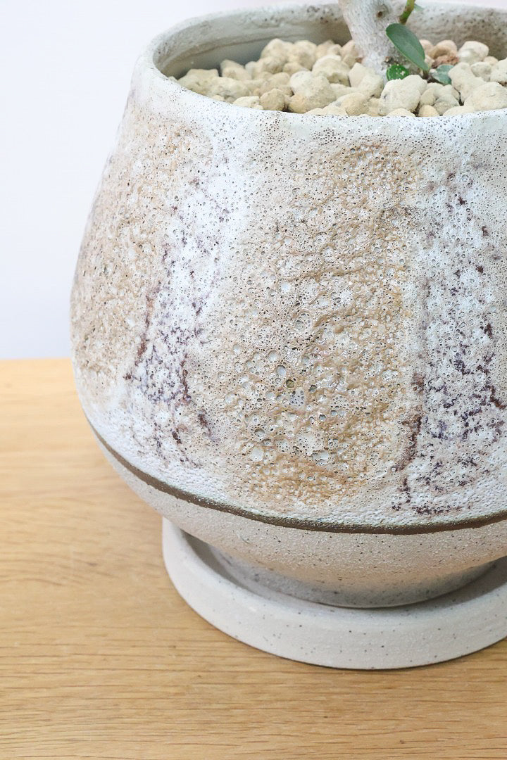 【ベンガレンシス】よくまとまったきれいな樹形!幹のカーブも素晴らしい仕上がりですので、ぜひともご検討ください!