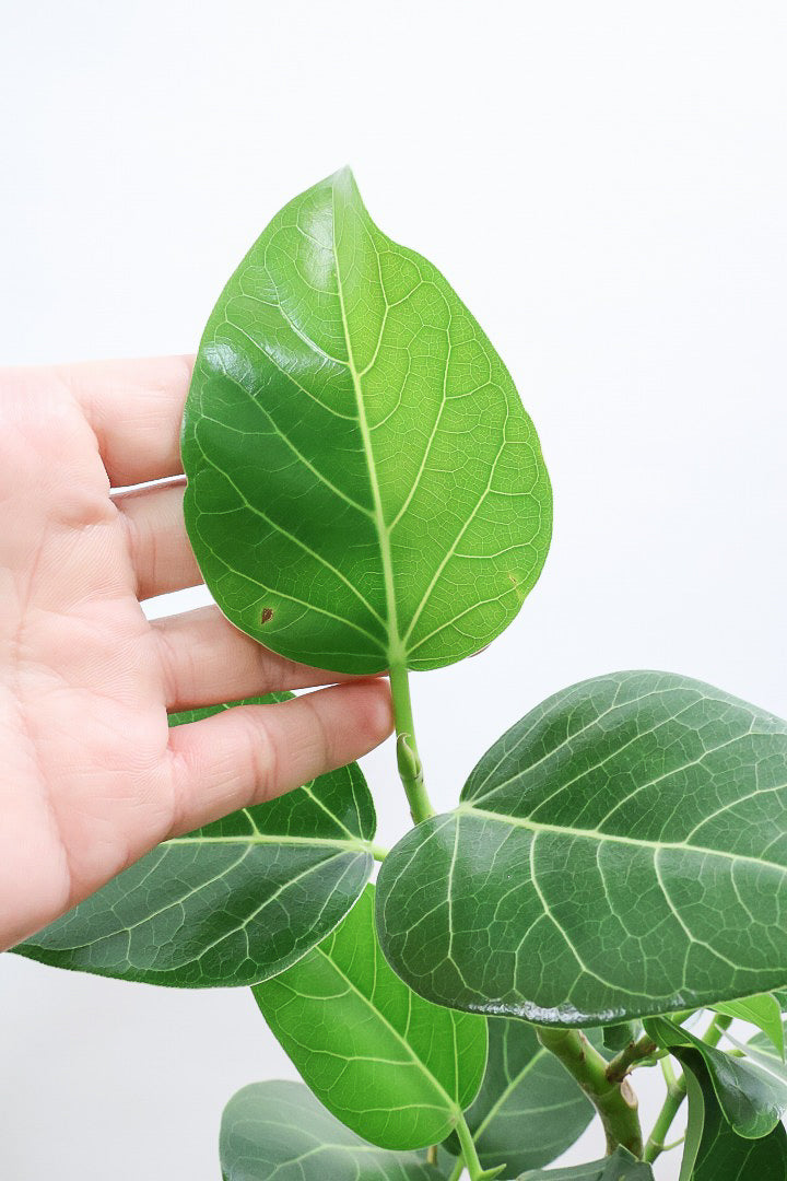 【ベンガレンシス】よくまとまったきれいな樹形!幹のカーブも素晴らしい仕上がりですので、ぜひともご検討ください!