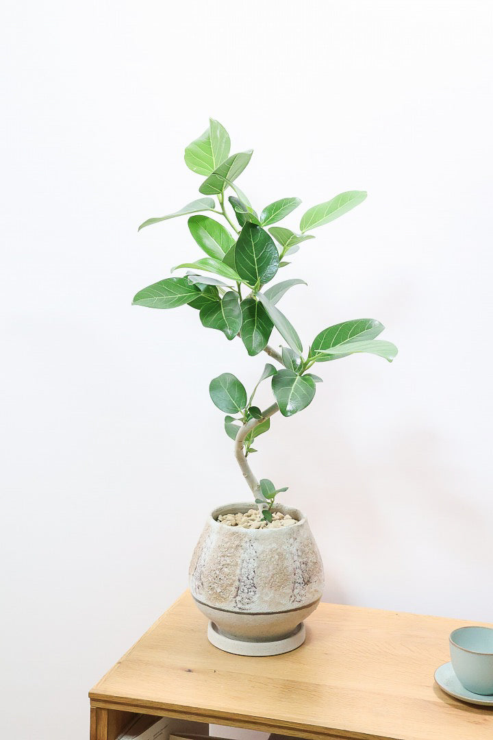 【ベンガレンシス】よくまとまったきれいな樹形!幹のカーブも素晴らしい仕上がりですので、ぜひともご検討ください!