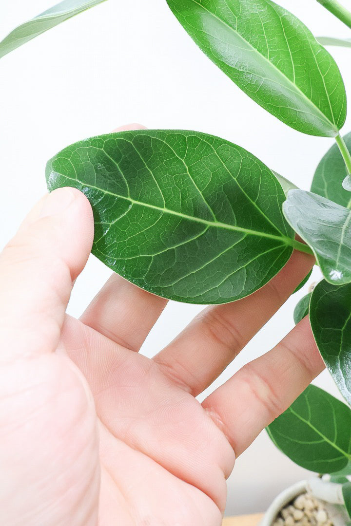 【ベンガレンシス】よくまとまったきれいな樹形!幹のカーブも素晴らしい仕上がりですので、ぜひともご検討ください!