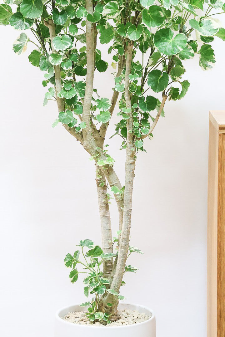 【ポリシャス マルギナータ】葉の模様がとても美しい!あまり生産されていない品種の観葉植物です!