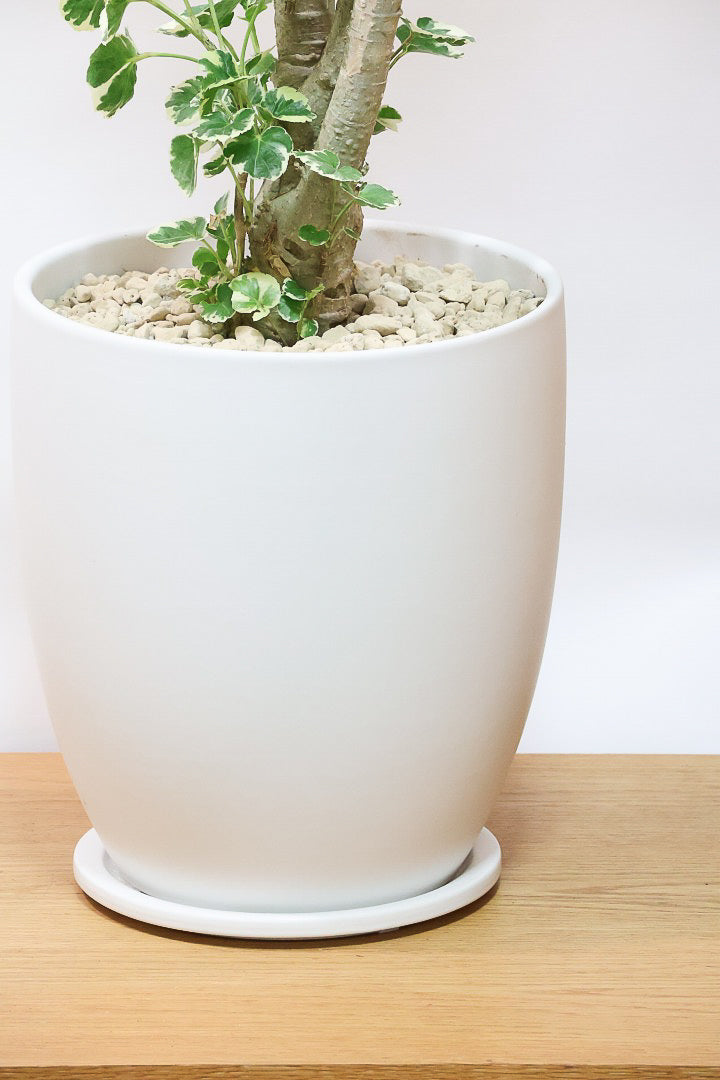 【ポリシャス マルギナータ】葉の模様がとても美しい!あまり生産されていない品種の観葉植物です!