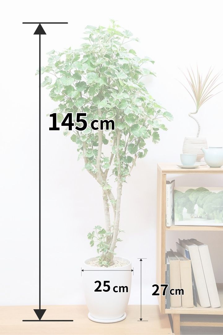 【ポリシャス マルギナータ】葉の模様がとても美しい!あまり生産されていない品種の観葉植物です!