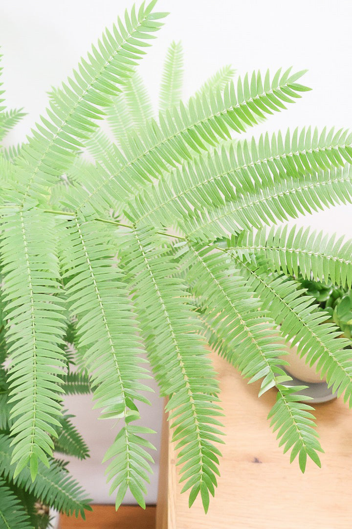 【エバーフレッシュ】シンプルでスタイリッシュ!この樹形は絶対にお得だと思います!