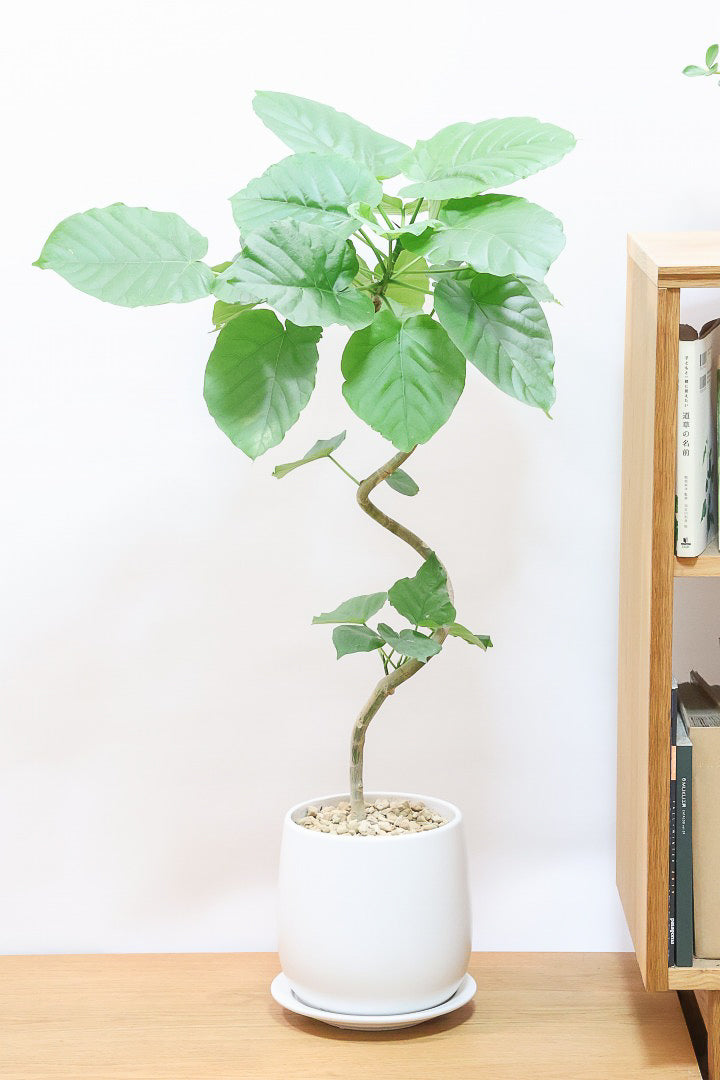 ウンベラータW60397| 観葉植物の通信販売 | APEGO(アペーゴ) ウンベラータW60397| 観葉植物の通信販売 | APEGO(アペーゴ)