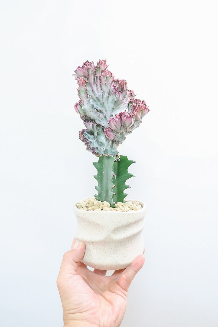 【ユーフォルビア マハラジャ】かわいいミニサイズで明るい葉色が素敵!接ぎ木タイプなので育てやすい!個性的なフォルムなのでインテリアにもピッタリです!