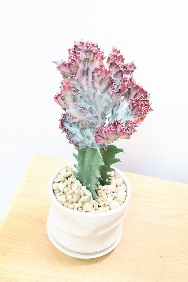 【ユーフォルビア マハラジャ】かわいいミニサイズで明るい葉色が素敵!接ぎ木タイプなので育てやすい!個性的なフォルムなのでインテリアにもピッタリです!