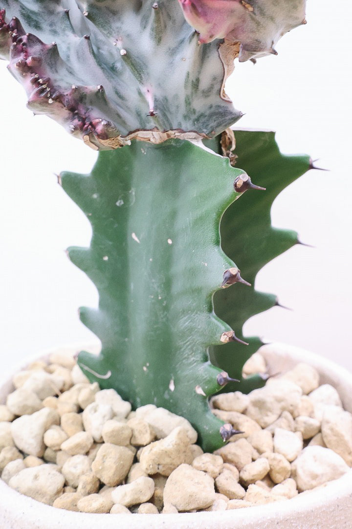 【ユーフォルビア マハラジャ】かわいいミニサイズで明るい葉色が素敵!接ぎ木タイプなので育てやすい!個性的なフォルムなのでインテリアにもピッタリです!