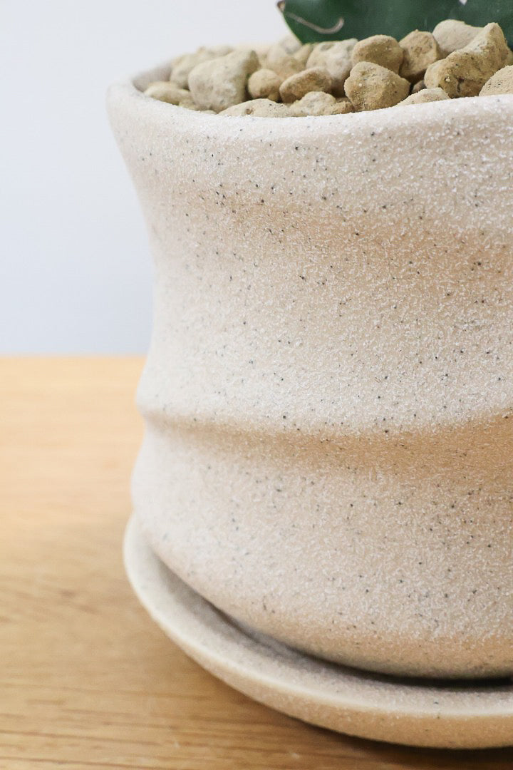 【ユーフォルビア マハラジャ】かわいいミニサイズで明るい葉色が素敵!接ぎ木タイプなので育てやすい!個性的なフォルムなのでインテリアにもピッタリです!