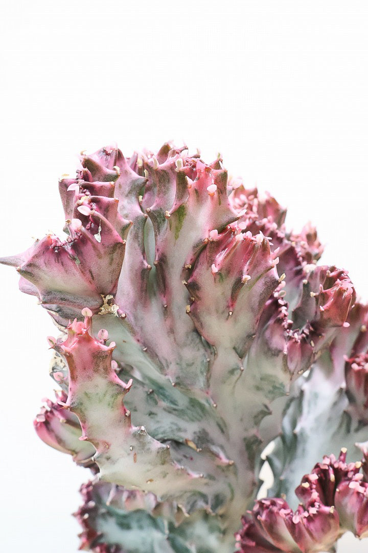 【ユーフォルビア マハラジャ】かわいいミニサイズで明るい葉色が素敵!接ぎ木タイプなので育てやすい!個性的なフォルムなのでインテリアにもピッタリです!