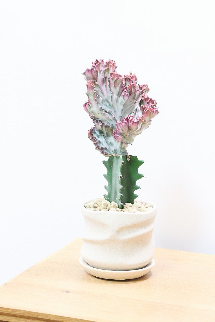 【ユーフォルビア マハラジャ】かわいいミニサイズで明るい葉色が素敵!接ぎ木タイプなので育てやすい!個性的なフォルムなのでインテリアにもピッタリです!