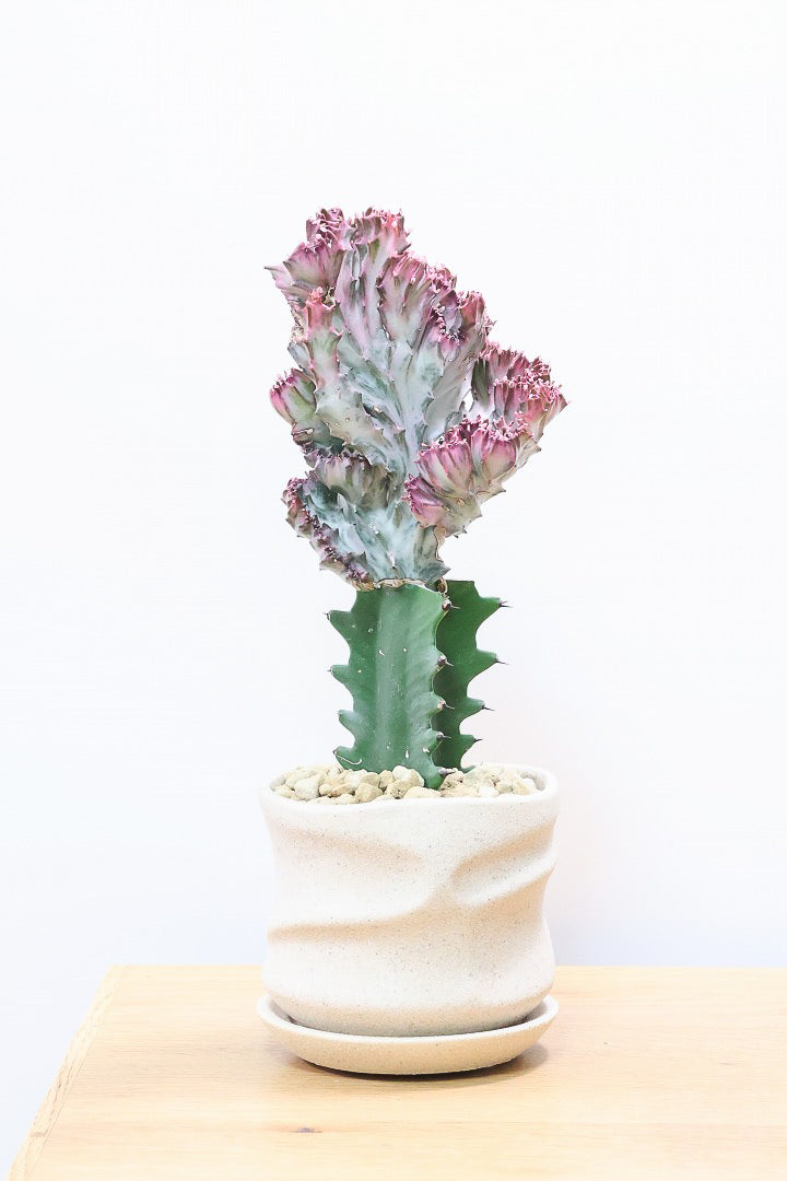 【ユーフォルビア マハラジャ】かわいいミニサイズで明るい葉色が素敵!接ぎ木タイプなので育てやすい!個性的なフォルムなのでインテリアにもピッタリです!