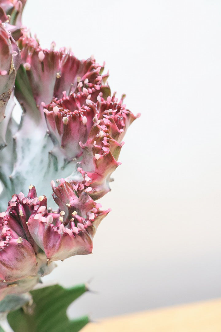 【ユーフォルビア マハラジャ】かわいいミニサイズで明るい葉色が素敵!接ぎ木タイプなので育てやすい!個性的なフォルムなのでインテリアにもピッタリです!