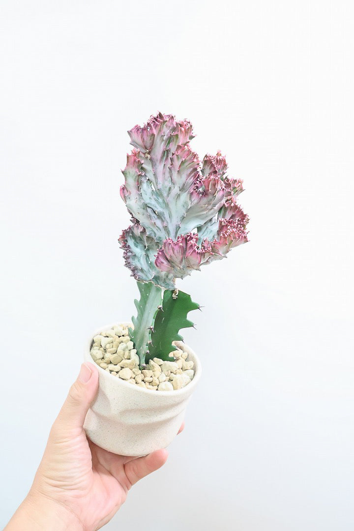 【ユーフォルビア マハラジャ】かわいいミニサイズで明るい葉色が素敵!接ぎ木タイプなので育てやすい!個性的なフォルムなのでインテリアにもピッタリです!