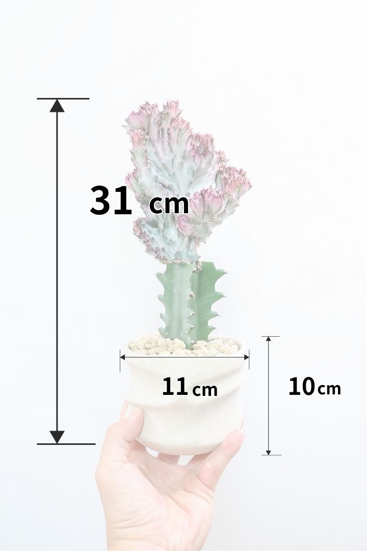 【ユーフォルビア マハラジャ】かわいいミニサイズで明るい葉色が素敵!接ぎ木タイプなので育てやすい!個性的なフォルムなのでインテリアにもピッタリです!