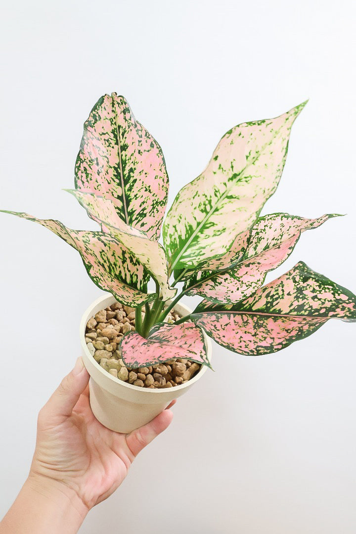 アグラオネマ専用 アグラオネマ専用 培養土 Aglaonema potting soil exchange in 6