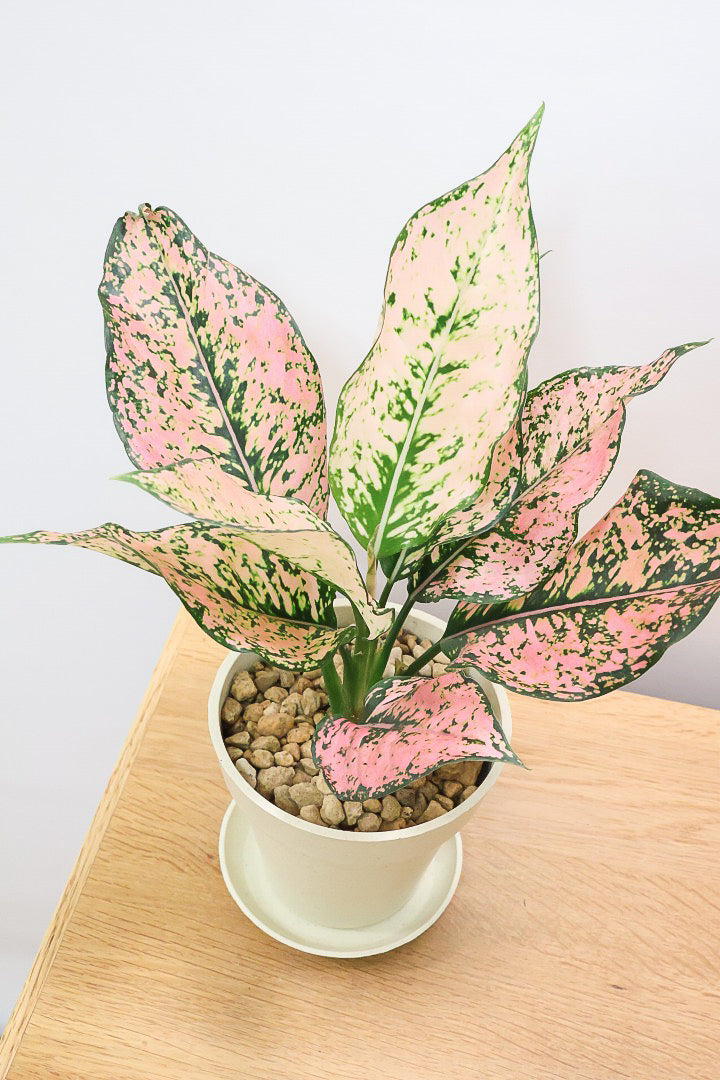 【アグラオネマ カンクンピンク】APEGO初入荷!ピンクの絶妙な葉色がたまらない!お手頃はプラスチック鉢でのご提案です!