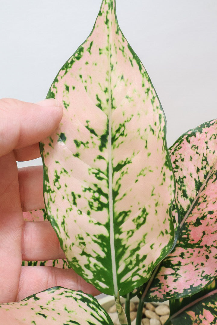 【アグラオネマ カンクンピンク】APEGO初入荷!ピンクの絶妙な葉色がたまらない!お手頃はプラスチック鉢でのご提案です!