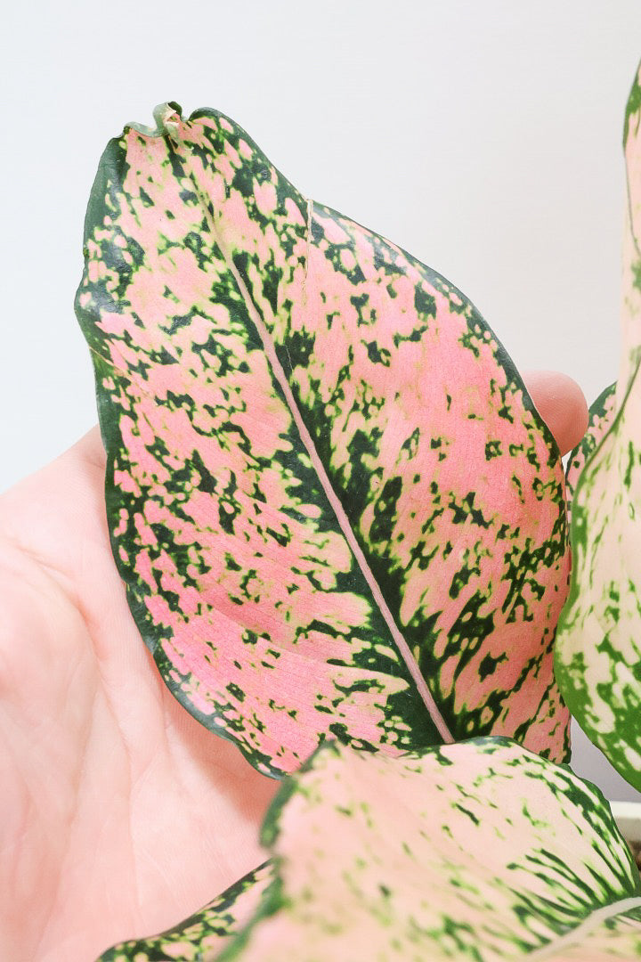 【アグラオネマ カンクンピンク】APEGO初入荷!ピンクの絶妙な葉色がたまらない!お手頃はプラスチック鉢でのご提案です!