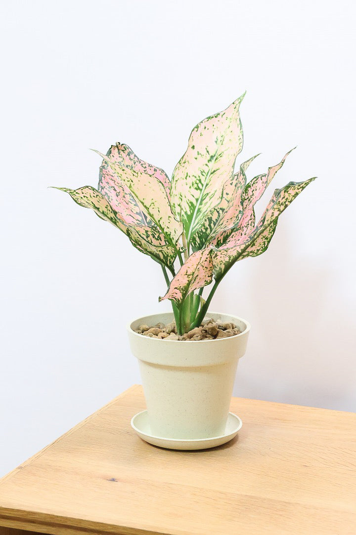 【アグラオネマ カンクンピンク】APEGO初入荷!ピンクの絶妙な葉色がたまらない!お手頃はプラスチック鉢でのご提案です!