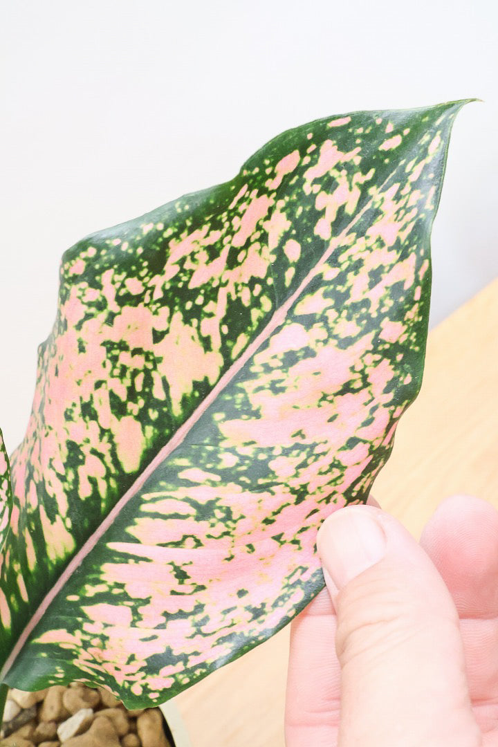 【アグラオネマ カンクンピンク】APEGO初入荷!ピンクの絶妙な葉色がたまらない!お手頃はプラスチック鉢でのご提案です!