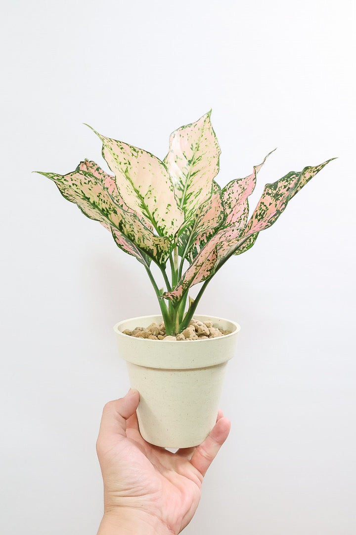 【アグラオネマ カンクンピンク】APEGO初入荷!ピンクの絶妙な葉色がたまらない!お手頃はプラスチック鉢でのご提案です!